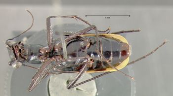 Media type: image;   Entomology 23593 Aspect: habitus ventral view